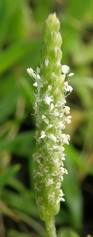 Plantago coronopus