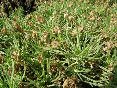 Plantago famarae