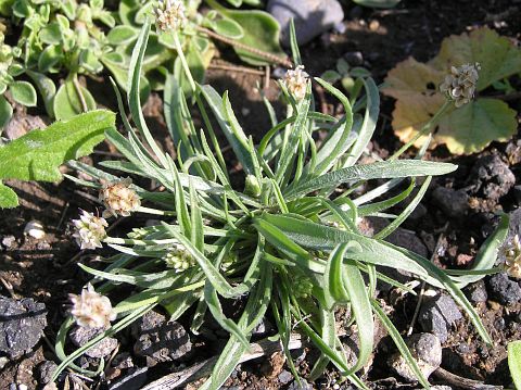 Plantago ovata