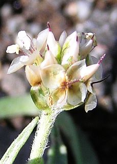 Inflorescencia de Plantago ovata