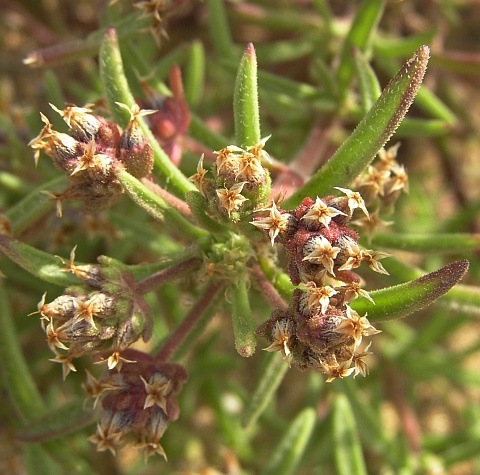 Inflorescencia de Plantago phaeostoma