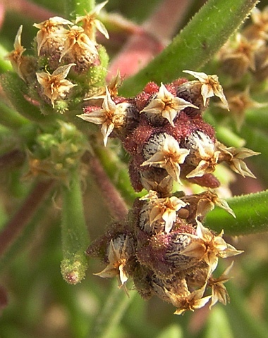 Plantago phaeostoma