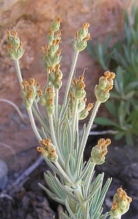 Plantago webbii