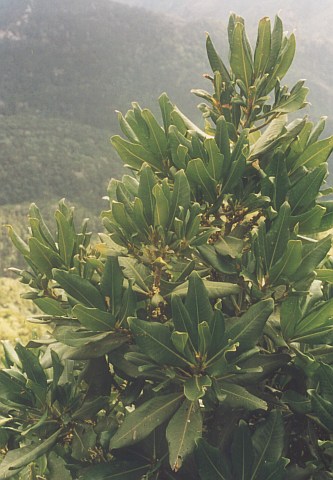 Pleiomeris canariensis