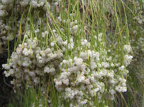 Plocama pendula