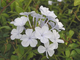 Plumbago auriculata