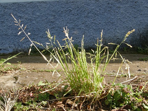 Poa annua