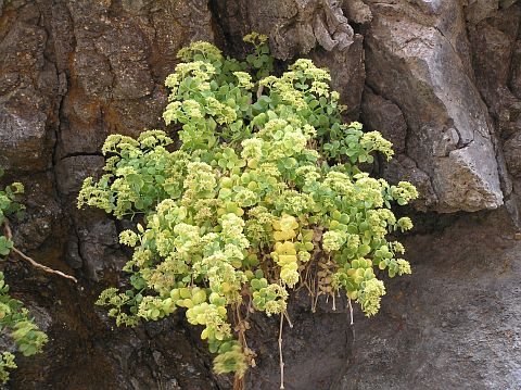 Polycarpaea carnosa