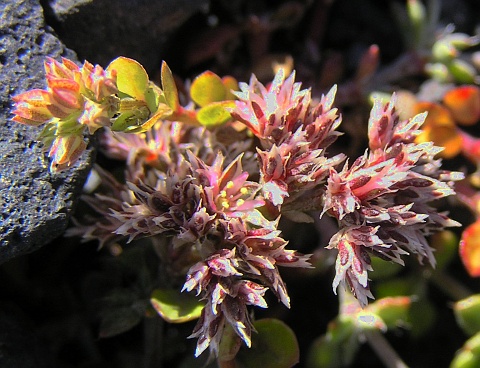 Polycarpaea divaricata