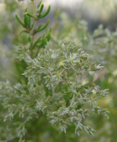 Polycarpaea filifolia