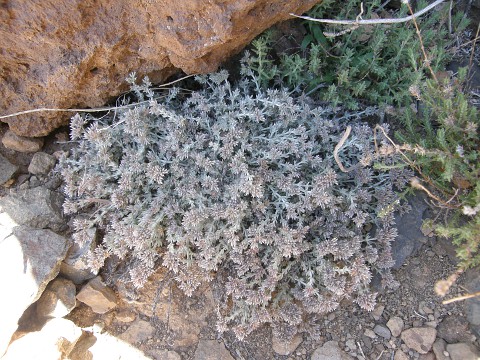 Polycarpaea tenuis