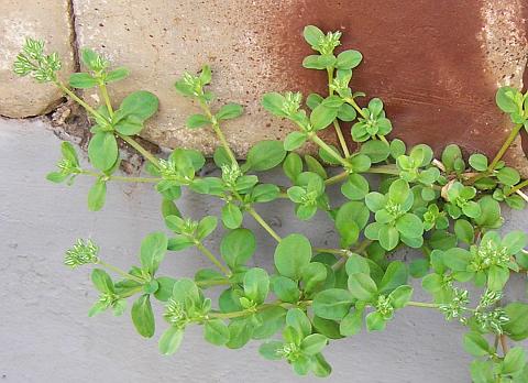 Polycarpon tetraphyllum ssp. diphyllum