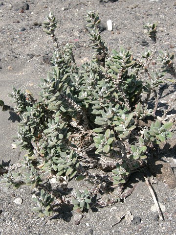 Polygonum balansae