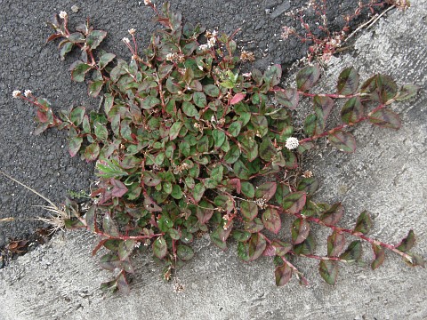 Polygonum capitatum