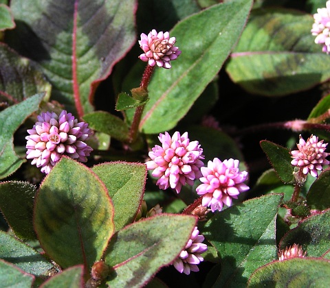 Polygonum capitatum