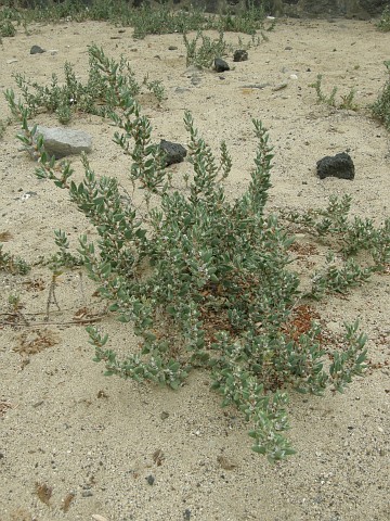 Polygonum maritimum