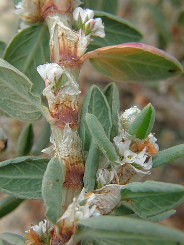 Polygonum
          maritimum