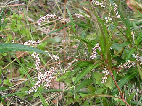 Polygonum salicifolium