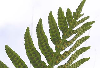 Envs de
              las hojas de Polypodium macaronesicum