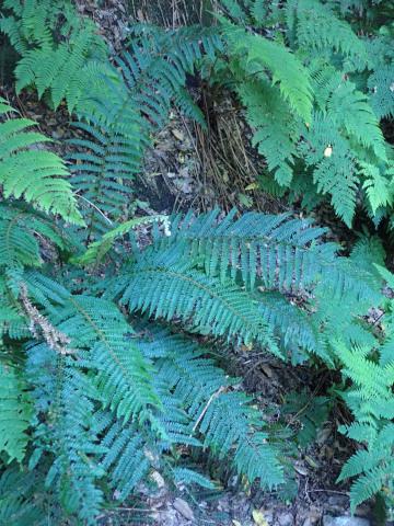 Polystichum
          setiferum