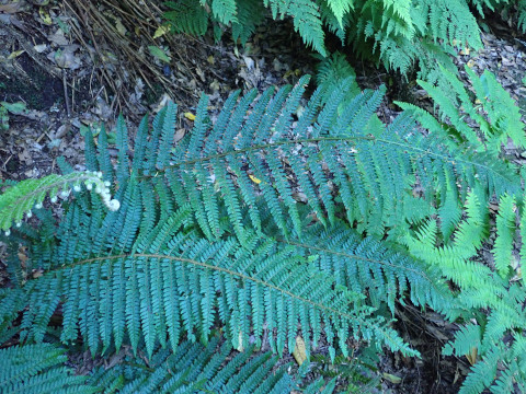 Polystichum setiferum