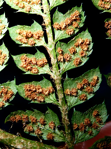 Polystichum
          setiferum