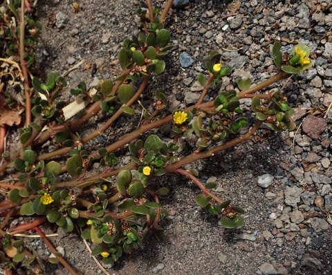 Portulaca granulato-stellulata