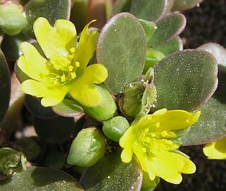 Portulaca oleracea