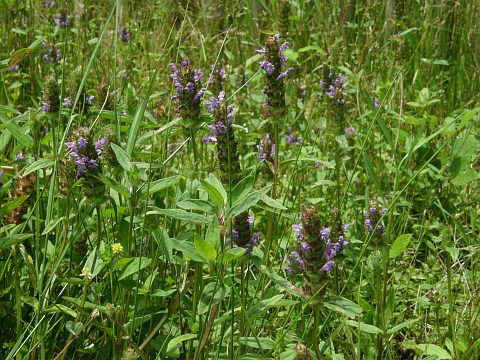 Prunella vulgaris