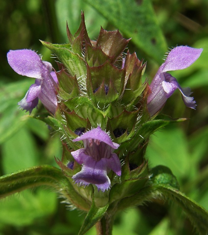 Prunella vulgaris