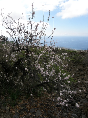 Prunus dulcis