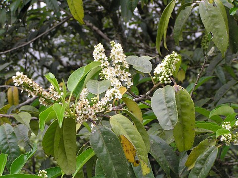 Prunus lusitanica