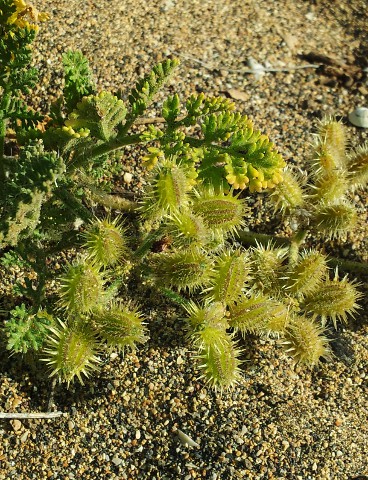 Pseudorlaya pumila