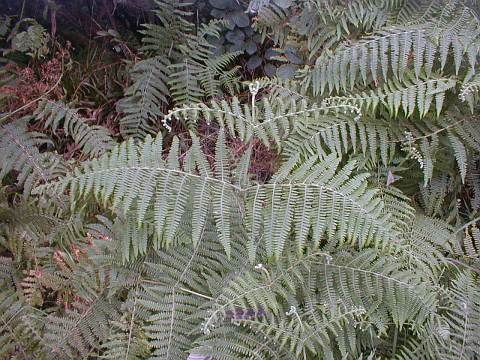 Pteridium aquilinum