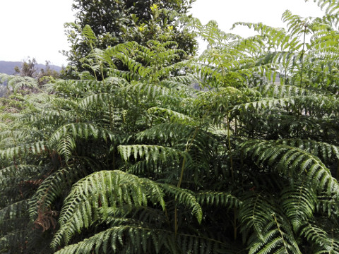 Pteridium aquilinum