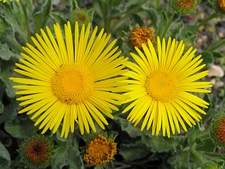 Capítulos de Pulicaria canariensis