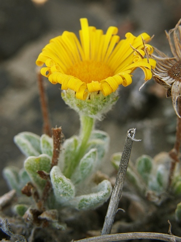 Pulicaria canariensis ssp. lanata