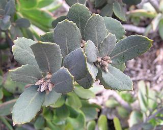 Quercus ilex