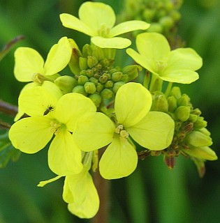 Flores de Rapistrum rugosum