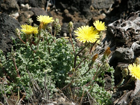 Reichardia crystallina