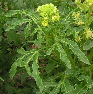 Reseda lancerotae