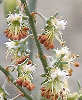 Reseda scoparia