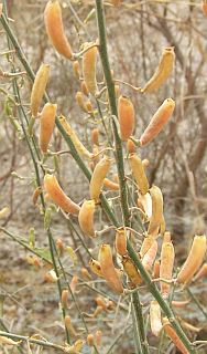 Frutos de Reseda scoparia