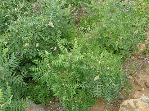 Rhus coriaria