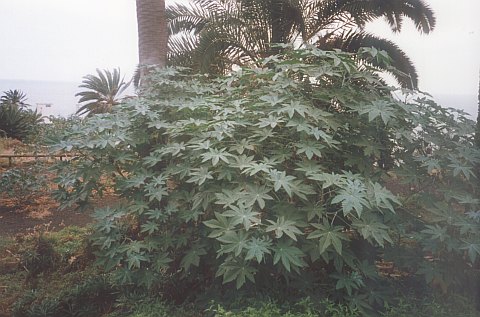 Ricinus communis