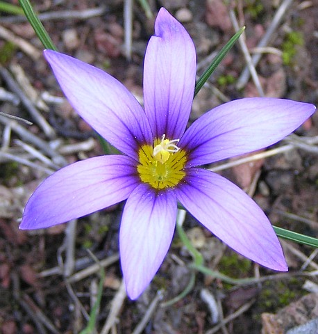 Romulea columnae