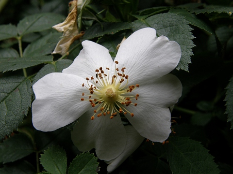 Rosa canina