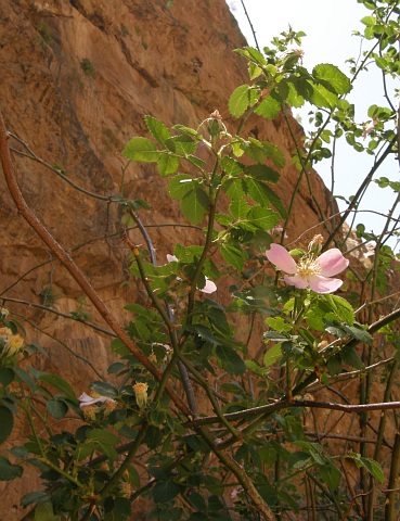 Rosa canina