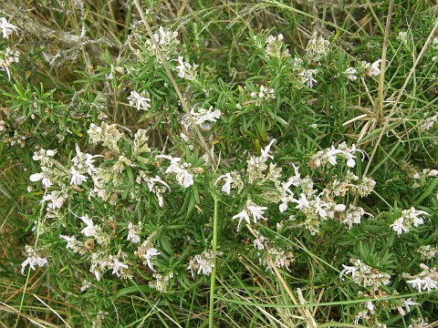 Rosmarinus officinalis