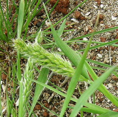 Rostraria pumila